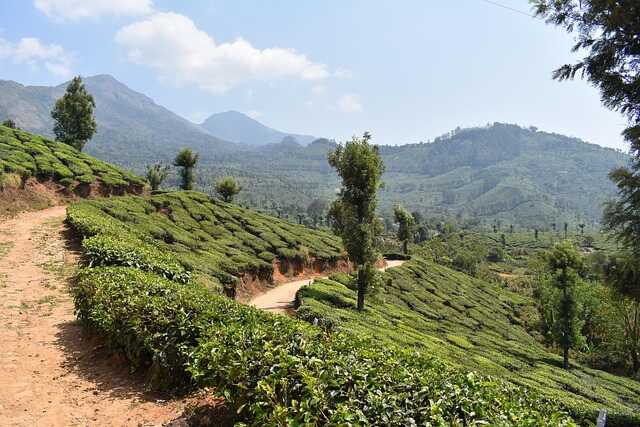 Kochi Munnar Periyar Allepey Kovalam 8 Days Tour