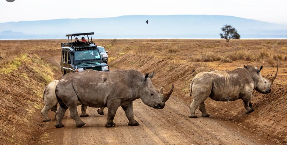 tanzania safari package