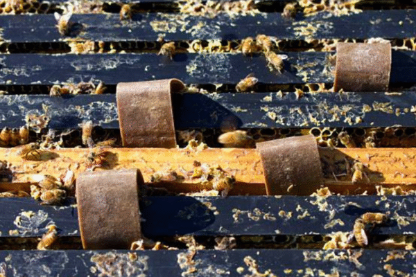 What Happens to a Hive After the Bees Are Removed What Happens to a Hive After the Bees Are Removed