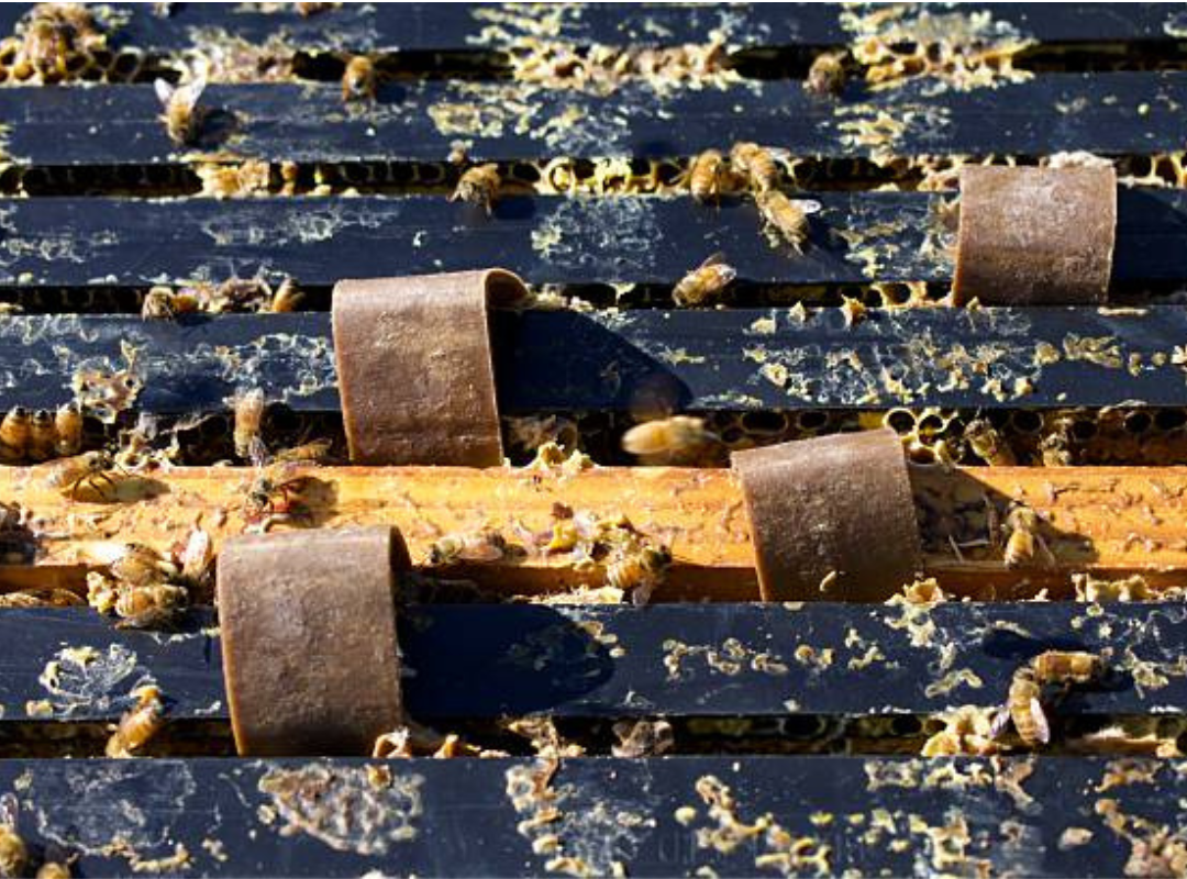 What Happens to a Hive After the Bees Are Removed