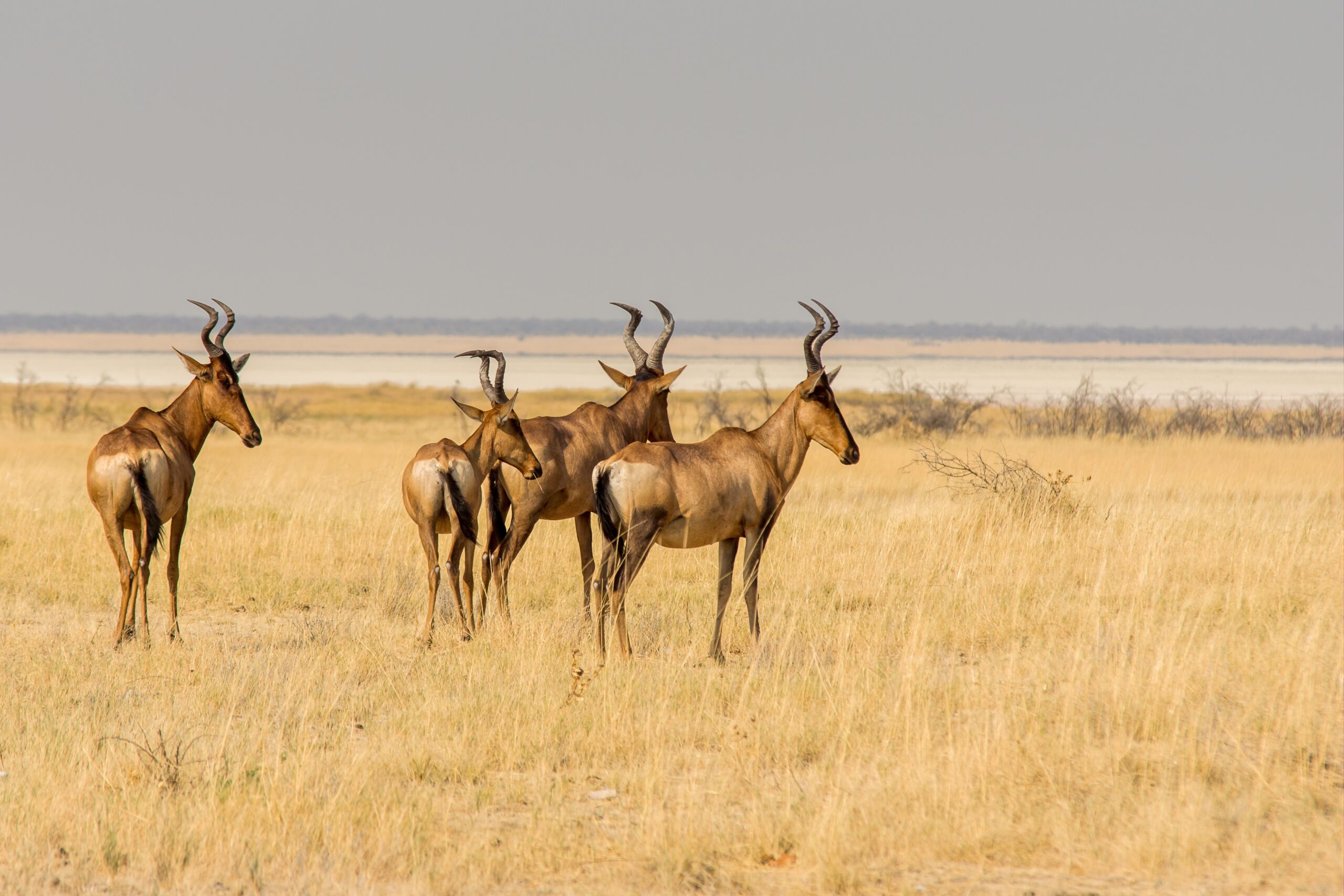serengeti national park tours